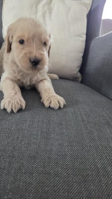 Goldendoodle suczka