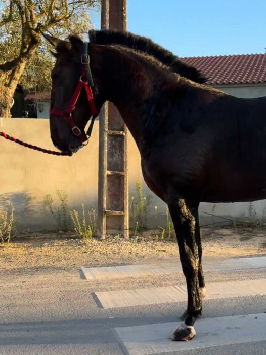 Poldra Lusitana excelente Pedigree