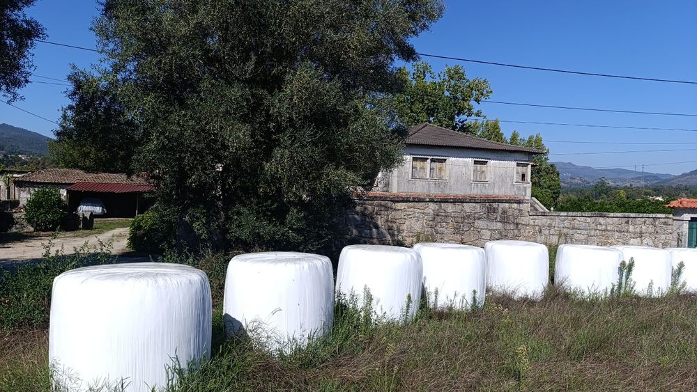Rolos erva verde nascediço