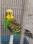 Periquito macho verde