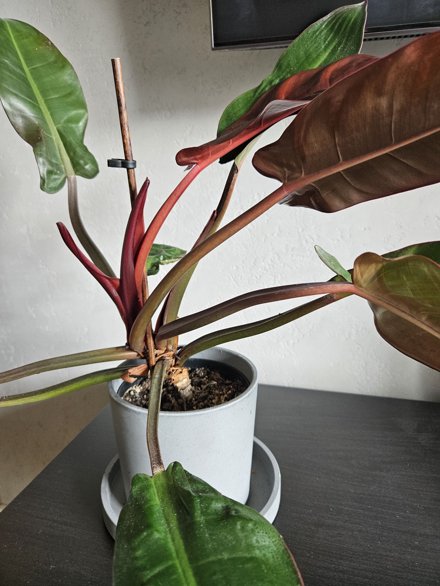 Philodendron Red Sun