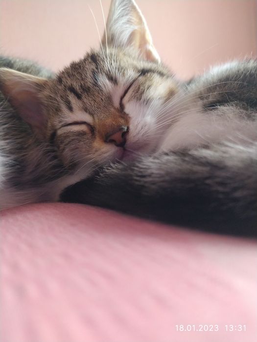 Котенятка шукають господарів