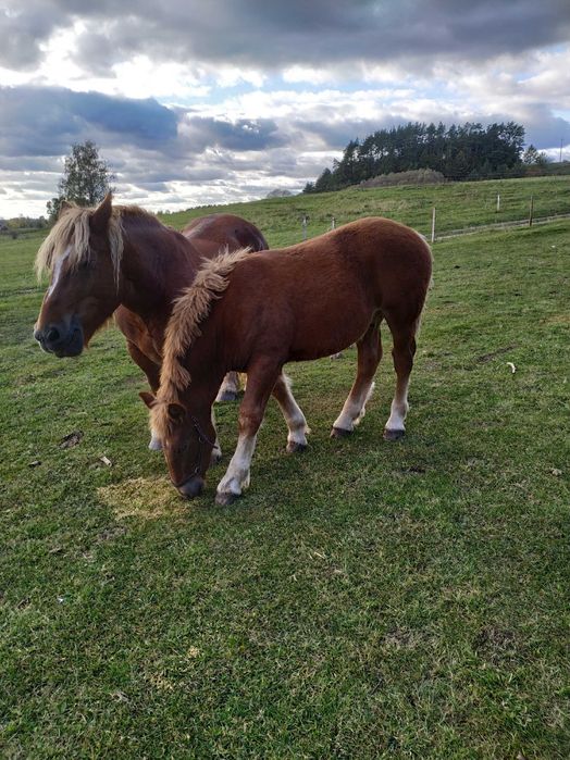 Sprzedam Ogierka sokólskiego