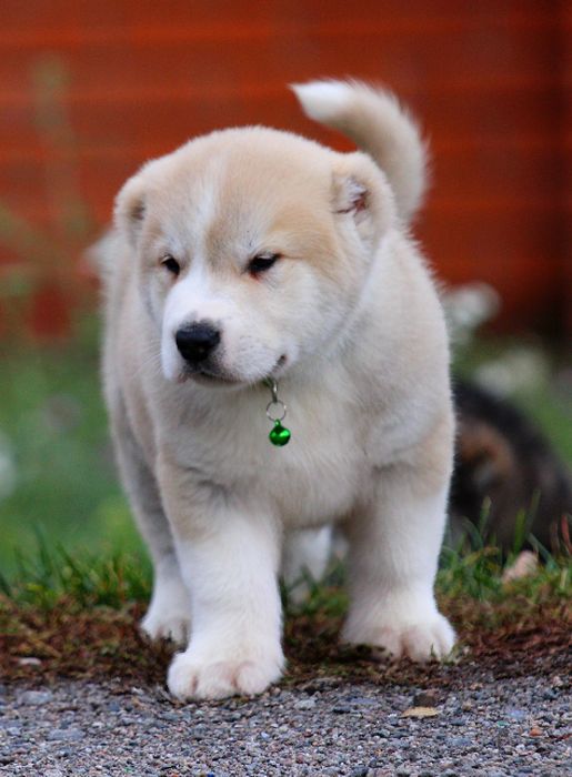 Дівчатка  -  кавказюлі.