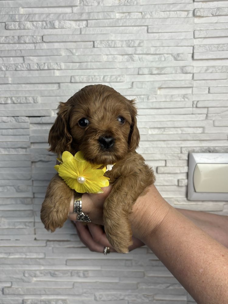 Cavapoo odbior koniec czerwca