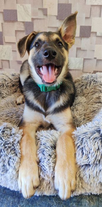 Цуценята  метиси вівчарки безкоштовно