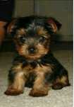 Yorkshire Terrier sublime