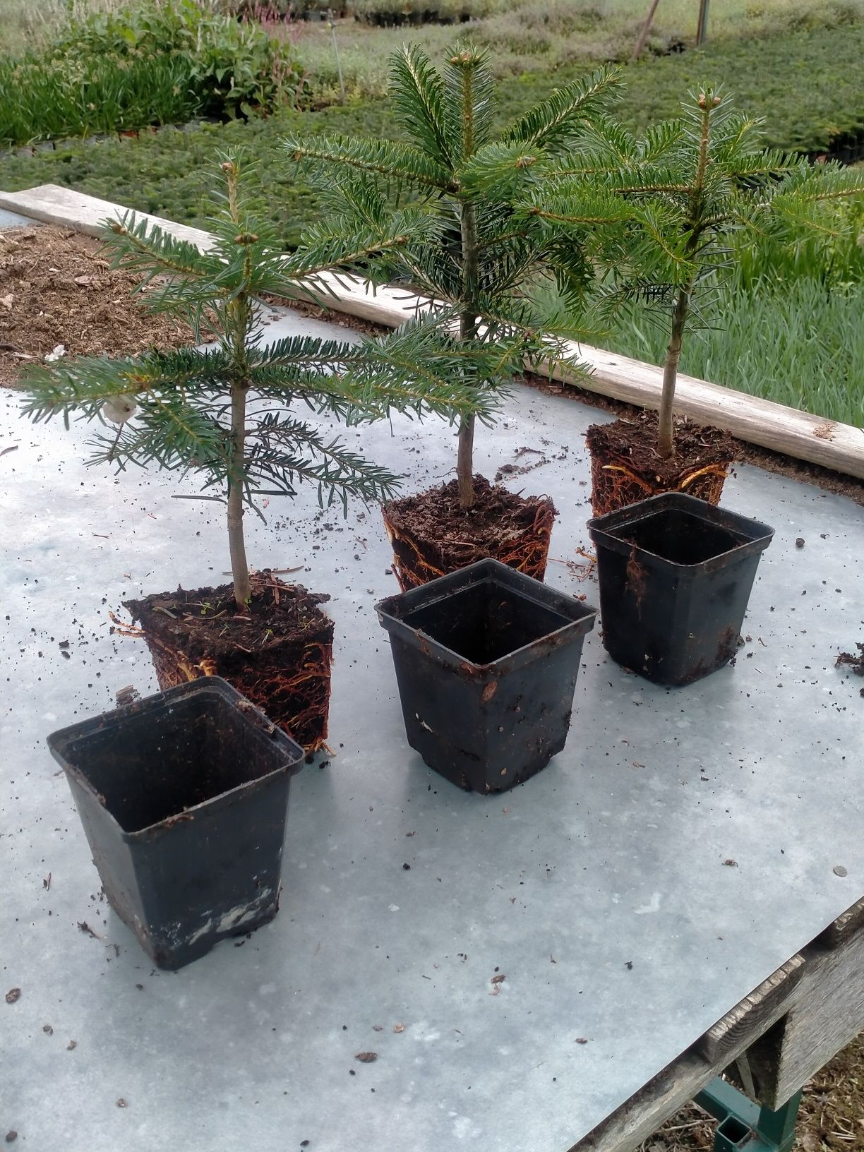 Jodła kaukaska abies nordmanniana