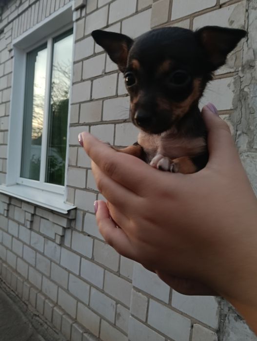 В продажі дуже лагідні  цуценята той-терєр