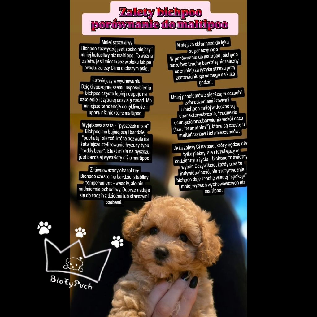 Pudel toy bichpoo suczka maltipoo badania paszport wyprawka