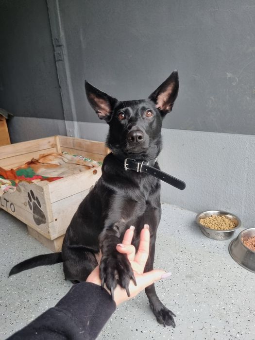 Titi - psiak idealny! adoptowana jako szczeniak, oddana po 2 latach