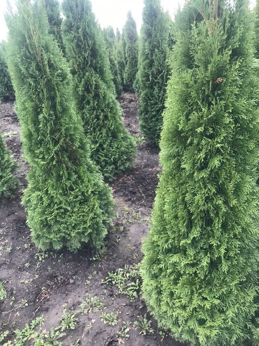 Туя Західна Смарагд1.70 -1.80.Супер!