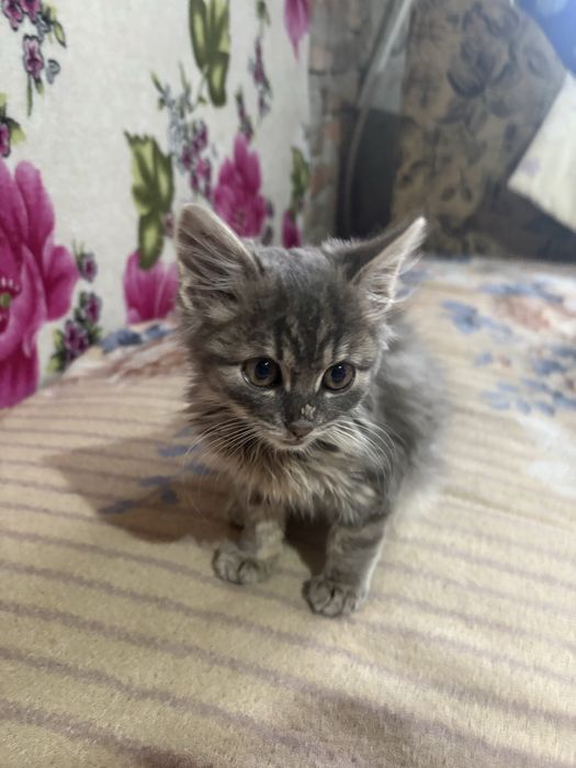 Кошенята відамо в добрі руки