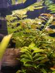 Roślina Akwariowa - Limnophila Sessiliflora