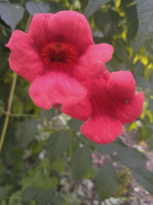 Многолетник Текома Кампсис