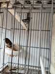 Tenho 5 bengalins