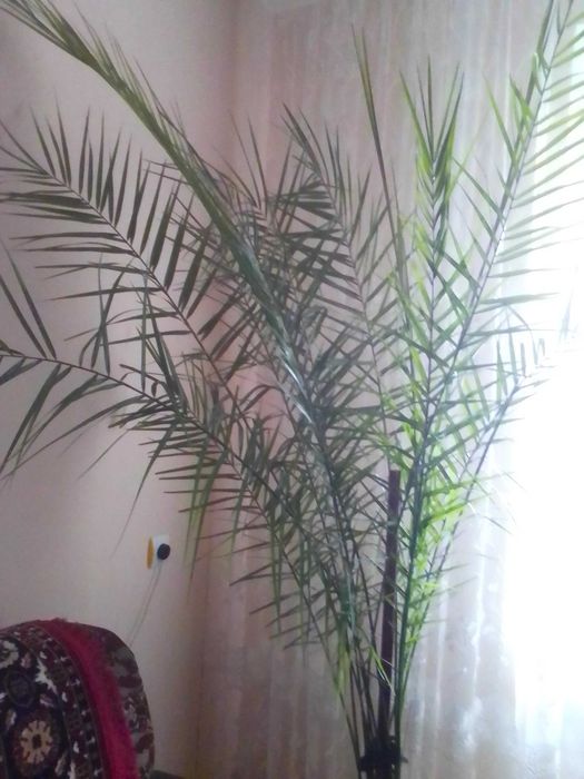 Пальма фінікова декоративна
