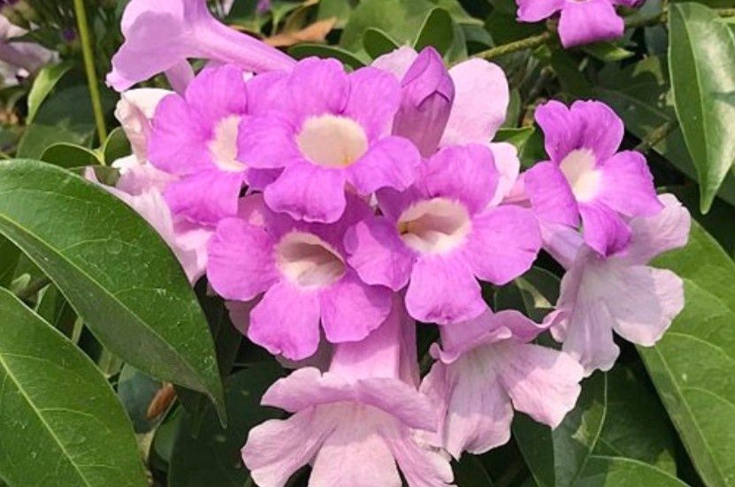 Мансоа или чесночная лиана