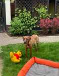 Rhodesian Ridgeback NIEWYSTAWOWA suczka z dokumentami ZKwP
