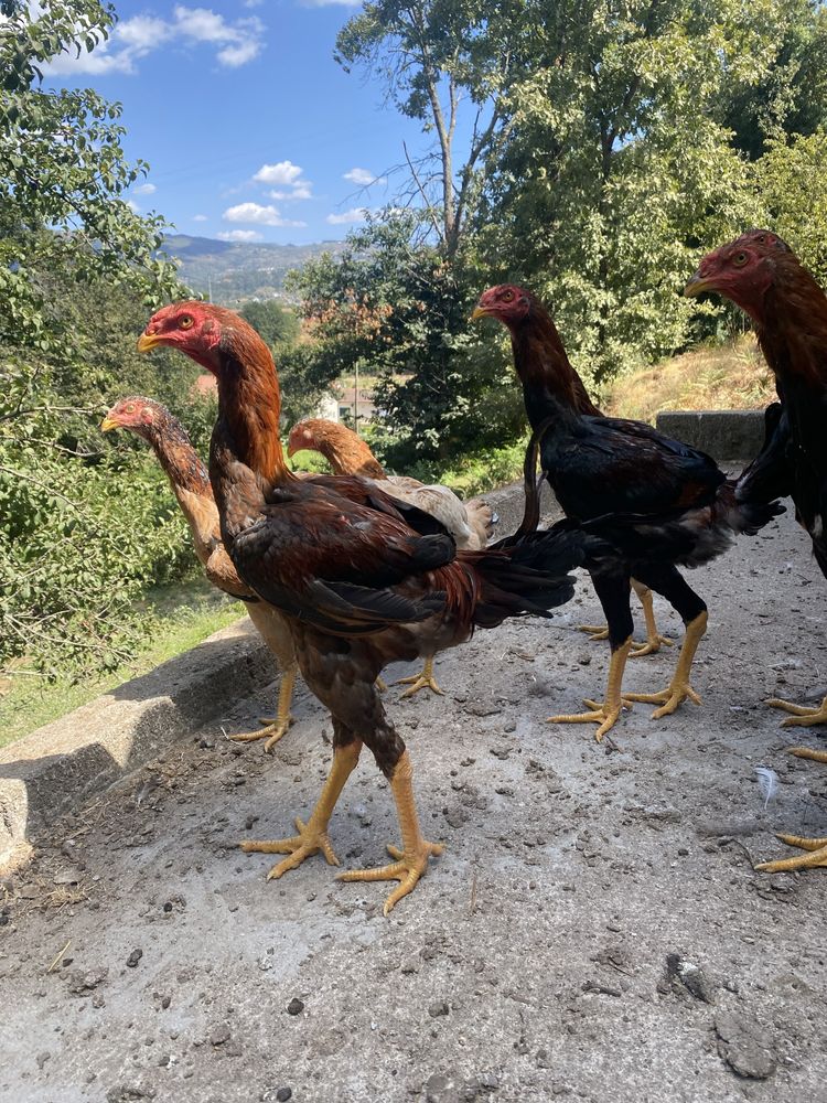 Vendo indio gigantes machos