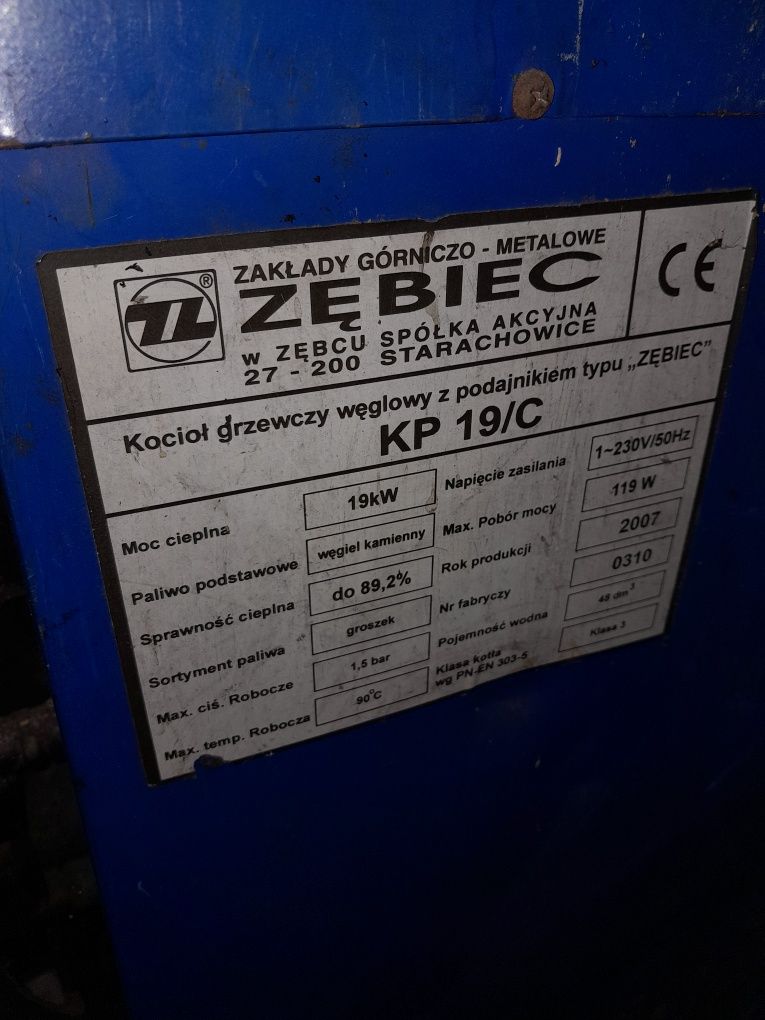 Zębiec ślimak  2007