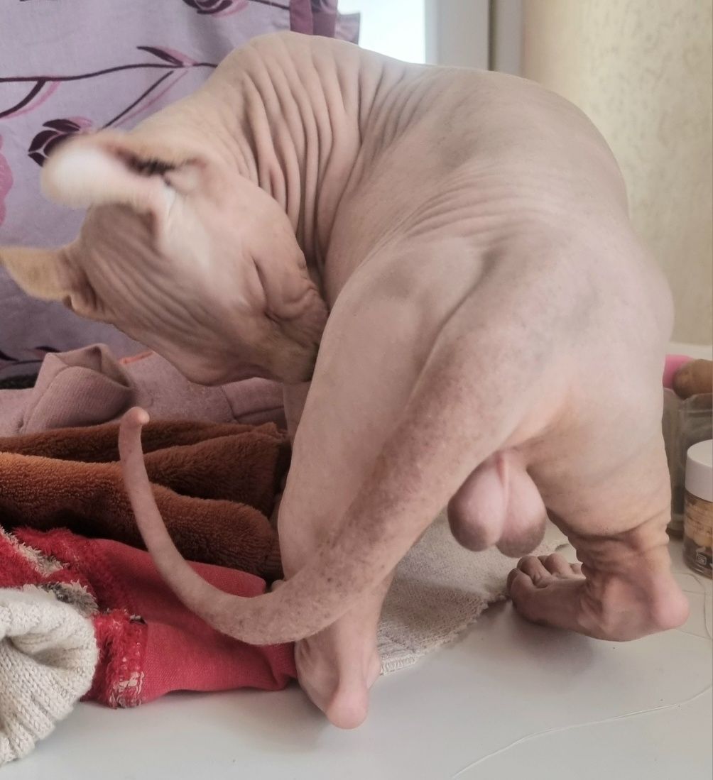 Мальчик Двельф котенок