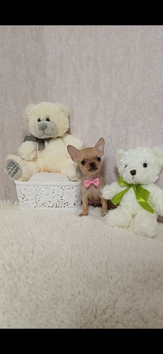 Супер міні хлопчик чихуахуа