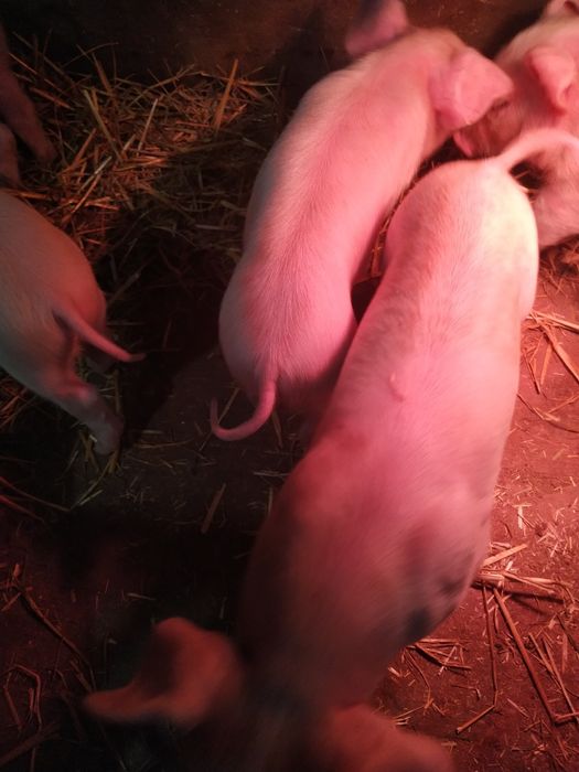 Продаю малі поросята м'ясної породи Максимус