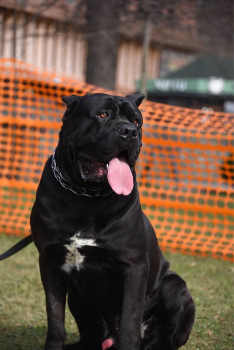 Розкішний  кобель Кане корсо для вʼязки