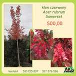 klon czerwony Somerset Acer rubrum