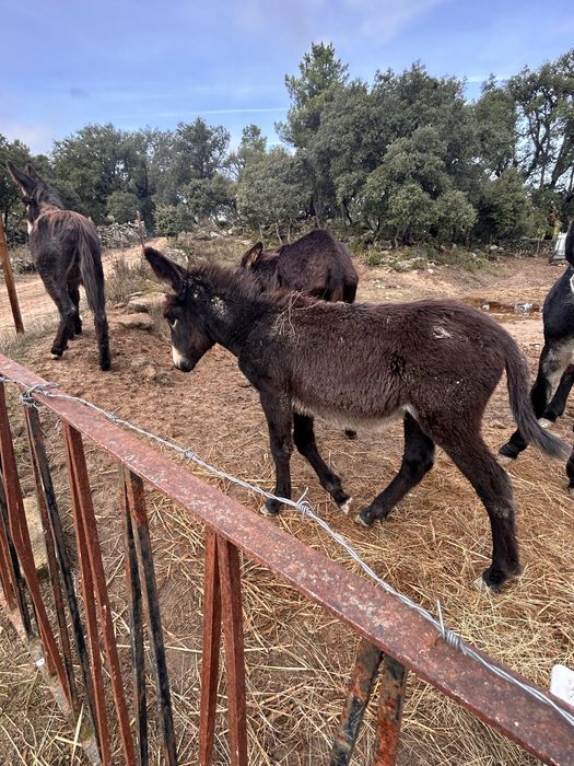 Burro jovem 6 meses – muito meigo