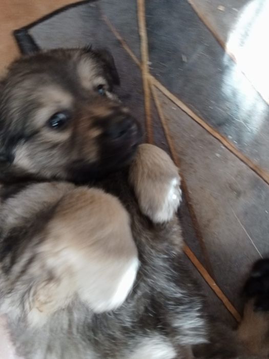 Bebea cachorros filhos de labrador.