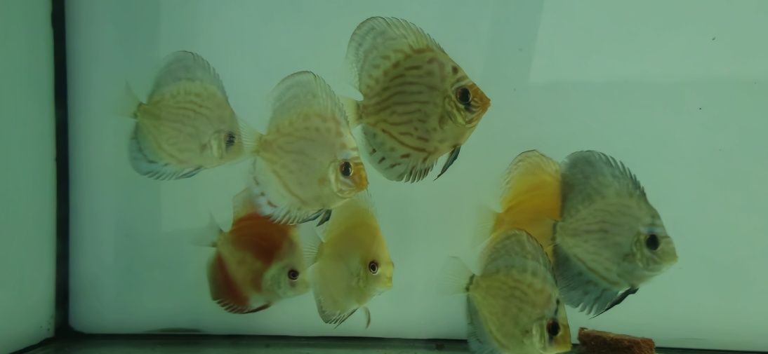 discus variados 9 a 11cm 5 unidades