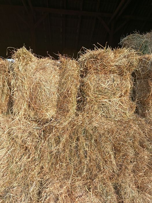 Siano kostka tegoroczne 2025