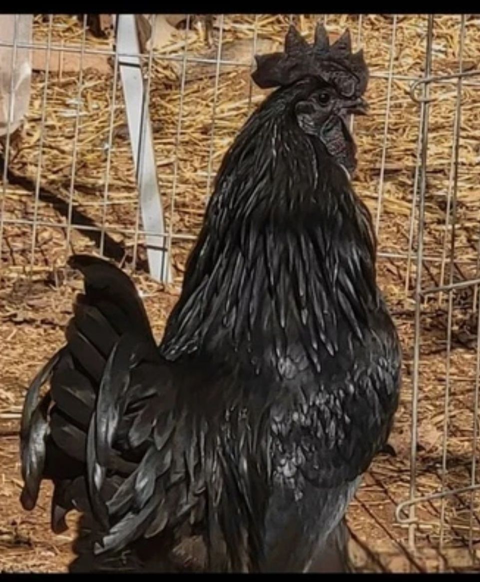 Ovos Fertelizados Ayam Cemani