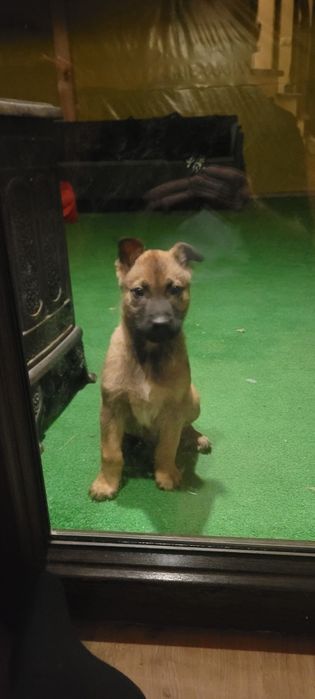 Owczarek belgijski malinois
