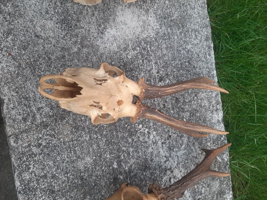 Rogi  z czaszkami  6 szt   dla  myśliwego   kompletne   uzębienie  w p