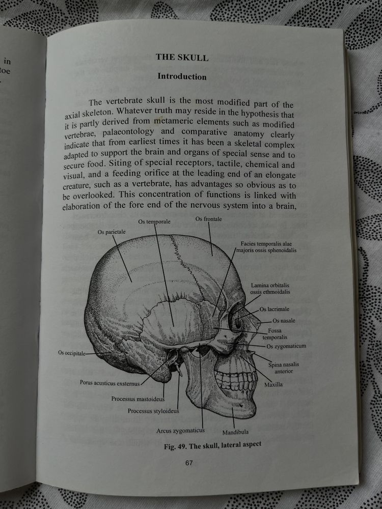Анатомия Остеология на англ