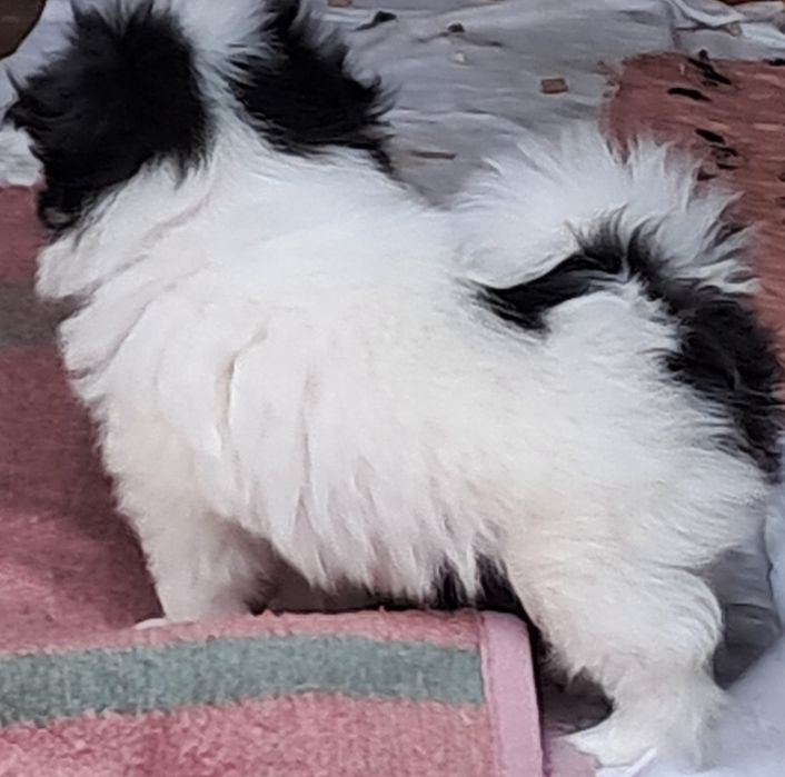 Chin Japonski piękny piesek