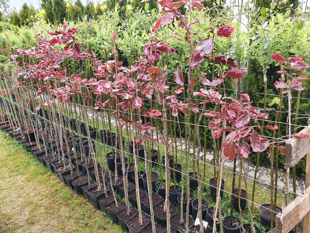 Buk tricolor  purple fountain fagus sylvatica