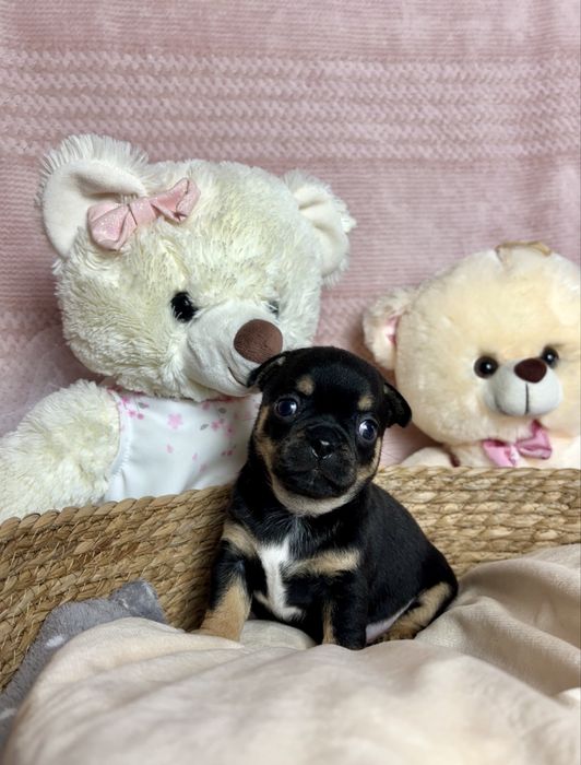 Mini Cudowny Piesek Chihuahua Rodowód