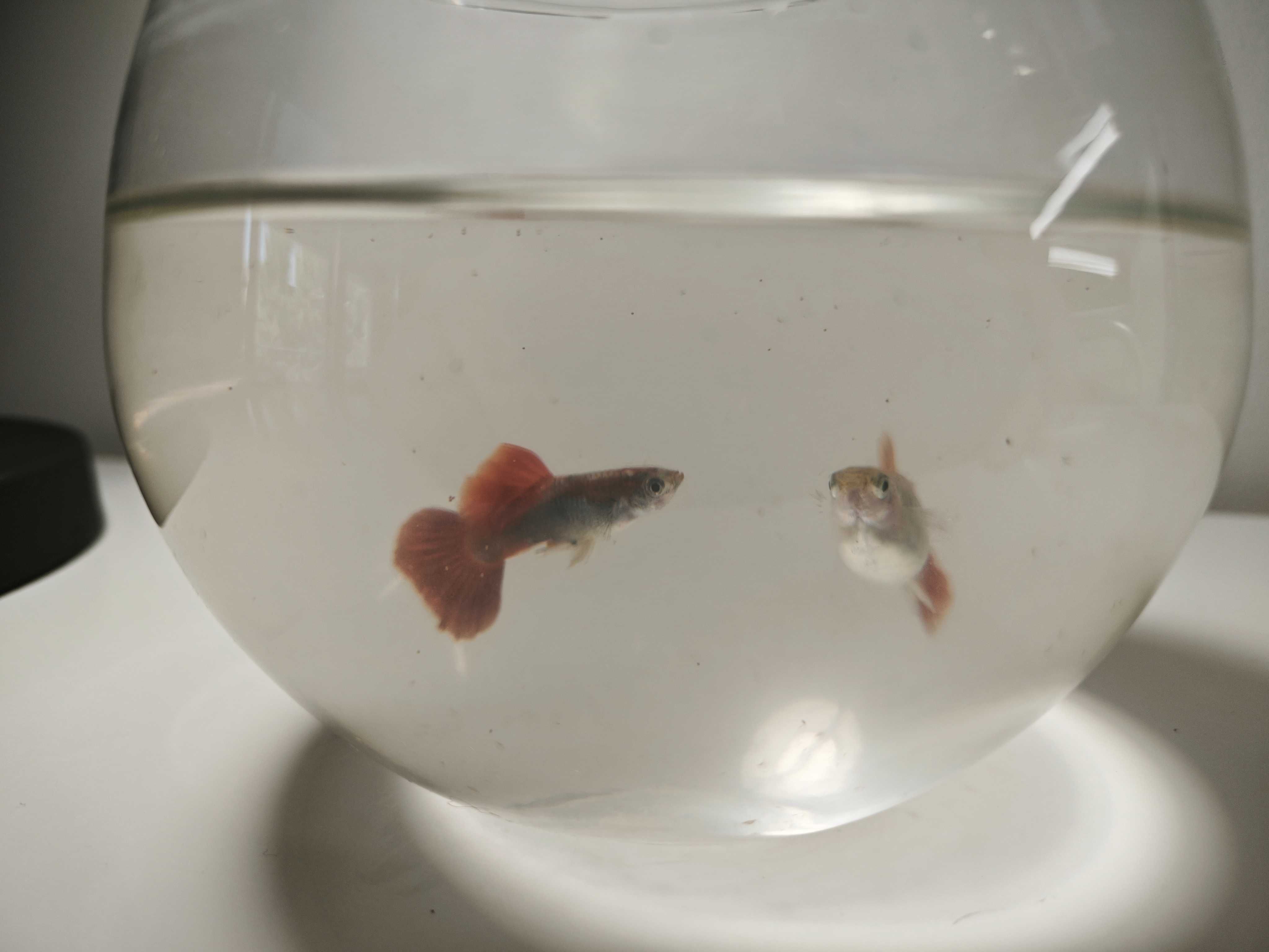 Guppy HB Red Cauliflower