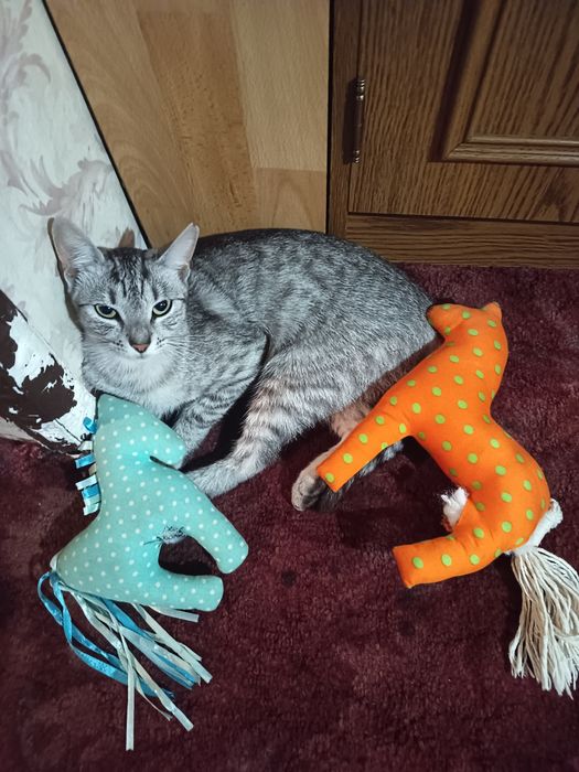 Zaginiony zwierzęta  znalezienia kotkow porzuconych