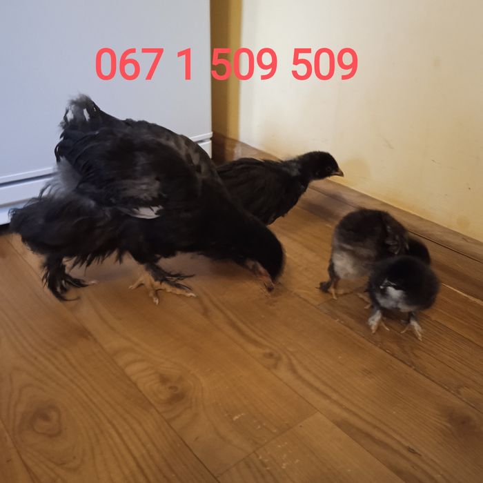 Кури Брама окрасою палева, чорна, куріпчаста та голуба яйця інкубацій