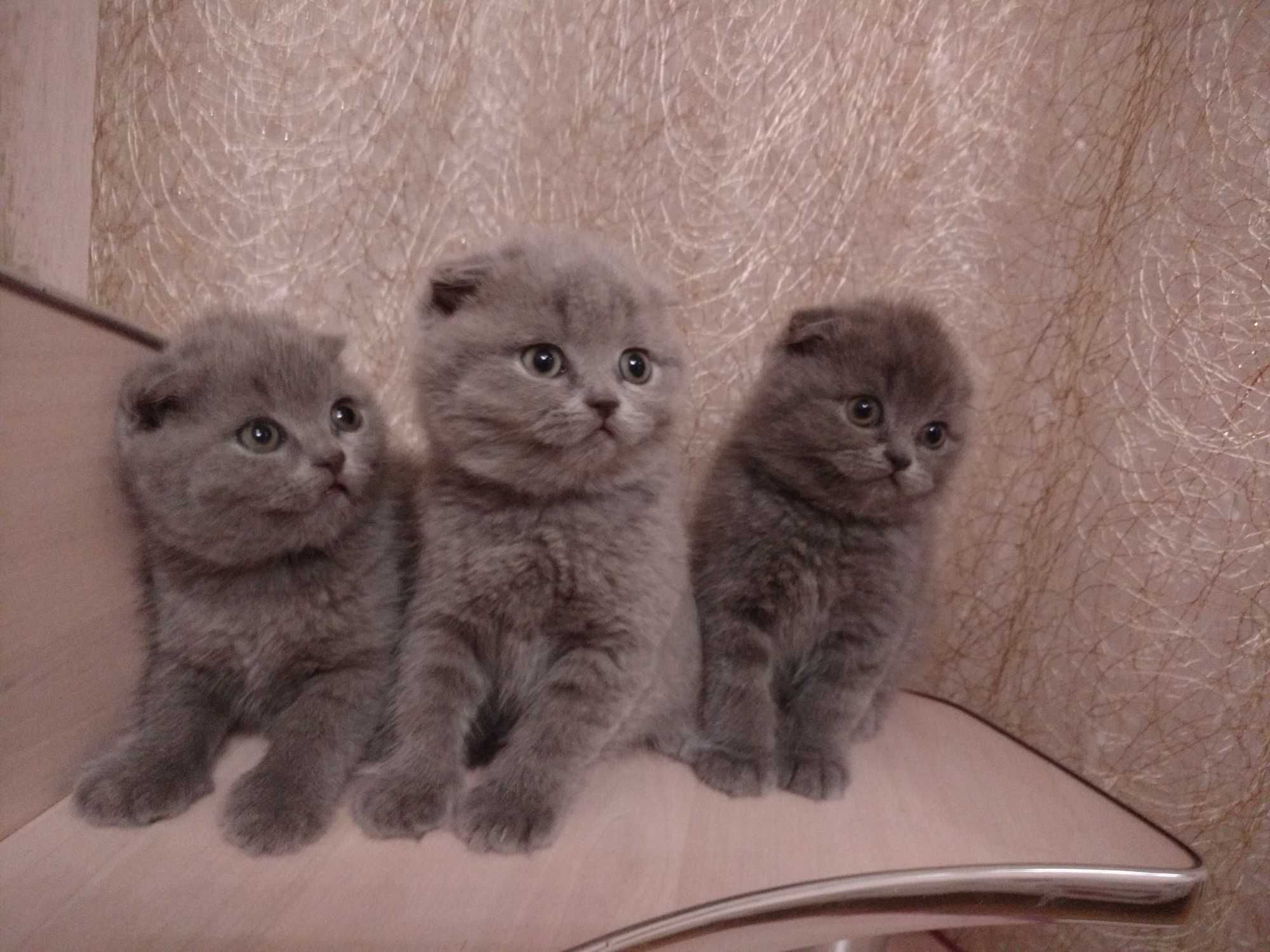 Продам висловухих кошенят.