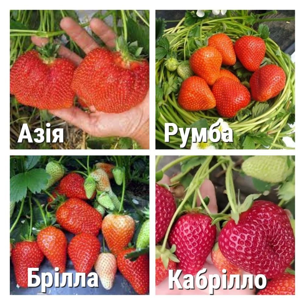 Касетні саджанці Полуниця, клубніка, клубника. 10слртів