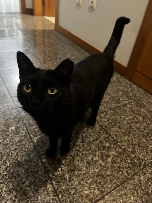 Gata muito meiga e sociavel