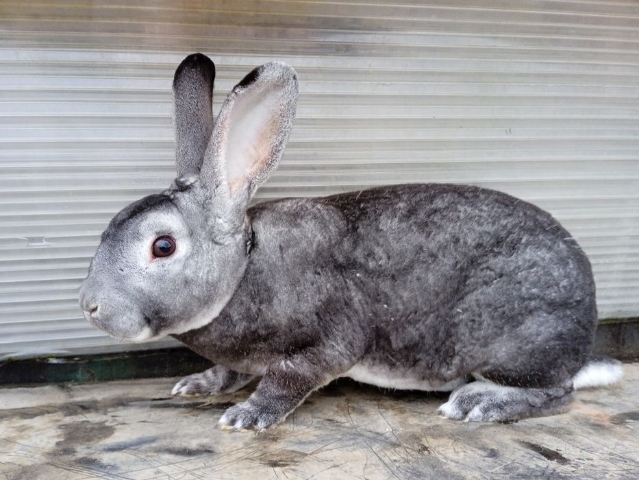 Rex szynszylowy, samiec