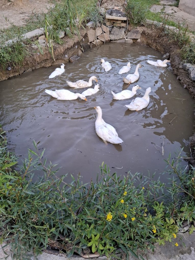 Gęsi i kaczogesi