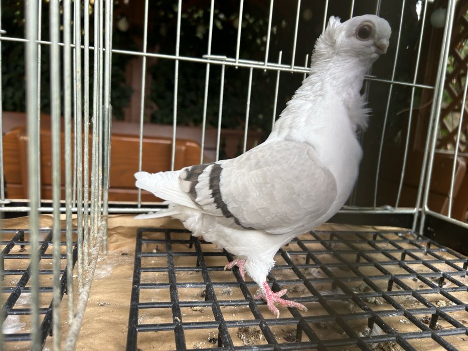 Gołębie ozdobne. Mewka polska samiczka 2025r